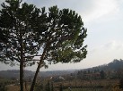 pino domestico